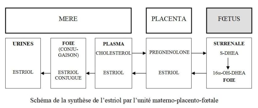 Synthèse estriol