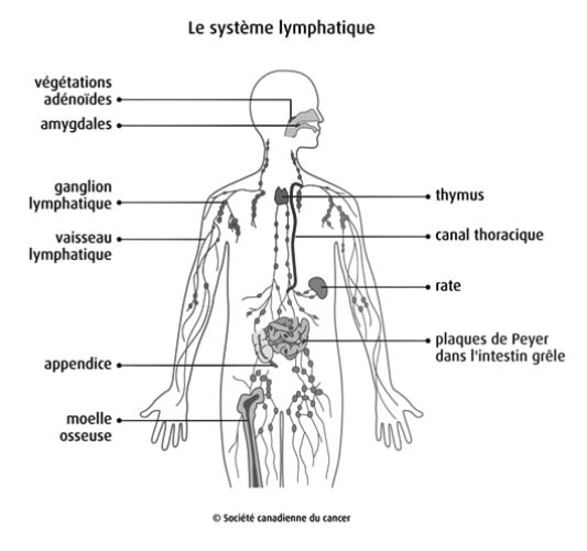 Système lymphatique — anatomie drainage lymphatique mammaire