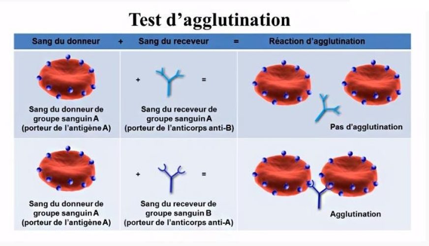 Test agglutination