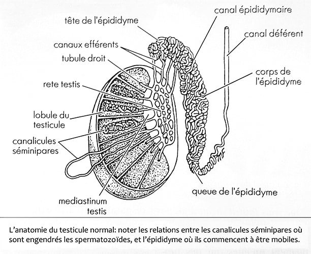 Testicule