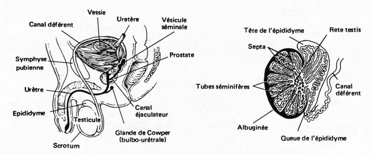 Testicule anatomie — structure histologique testiculaire