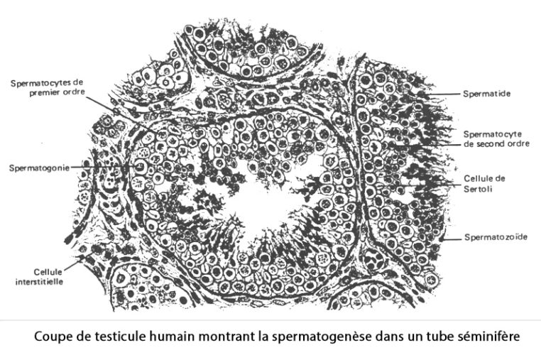 Testicule_histologie