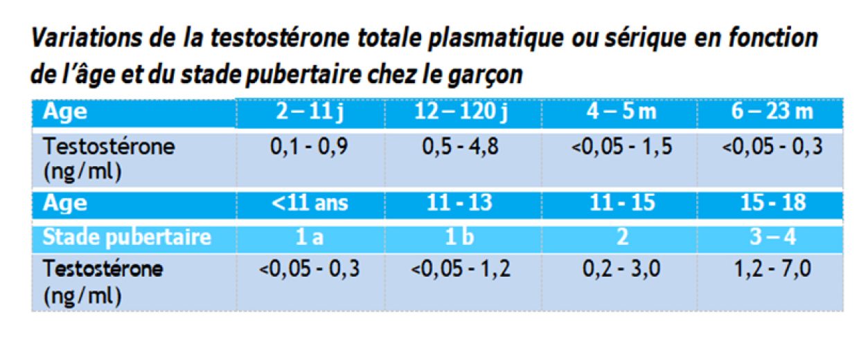 Testostérone