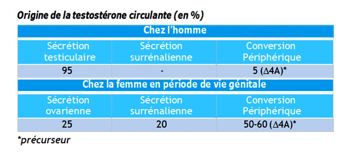 Testostérone