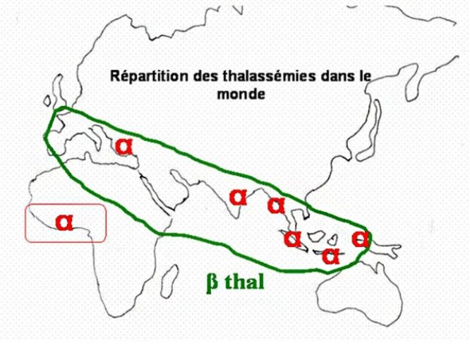 Thalassemie 1