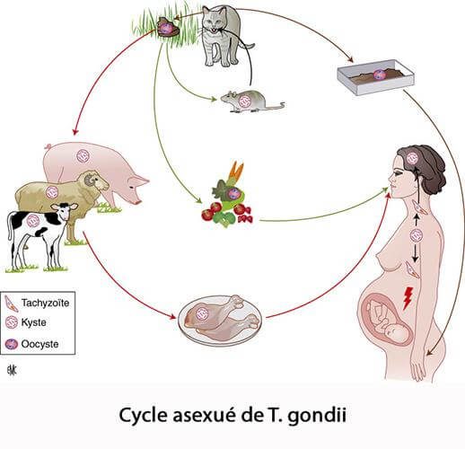 Toxoplasmose — manifestations cliniques infection parasitaire 1