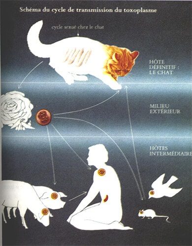 Toxoplasmose — manifestations cliniques infection parasitaire 2