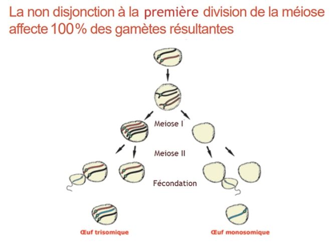 Trisomie 21_meiose 1