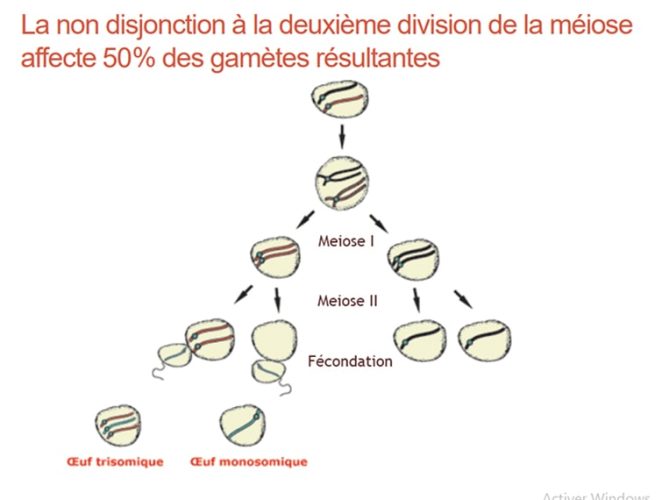 Trisomie 21_meiose 2