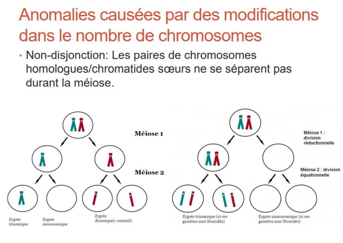 Trisomie 21_meiose 3