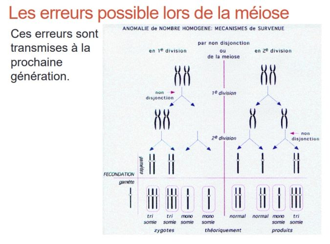 Trisomie 21_meiose 4