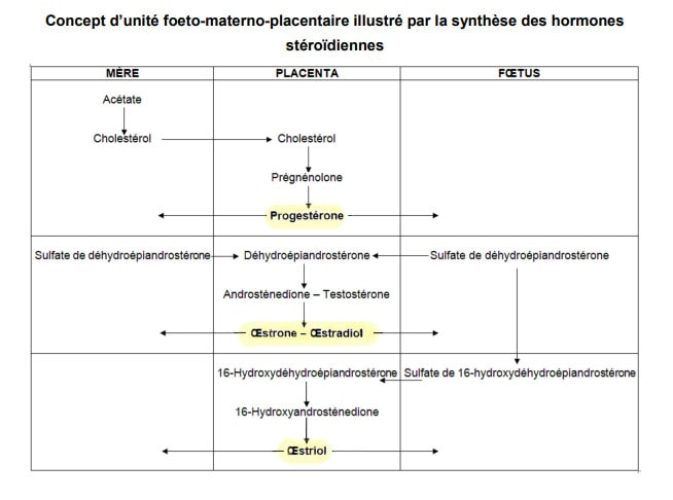 Unité foetomaternelle
