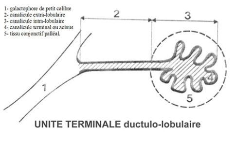 Unité terminale ducto-lobulaire — anatomie histologique sein normal