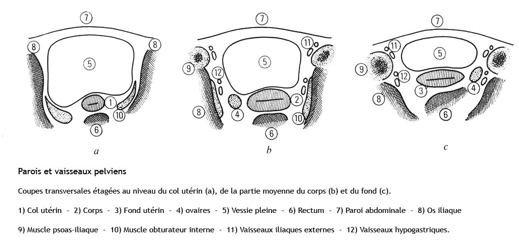 Vaisseaux pelviens
