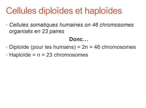 Cellules diploïdes et haploïdes — cytologie génétique chromosomique