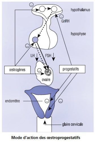 Estroprogestatifs mode d'action — mécanisme contraception hormonale combinée
