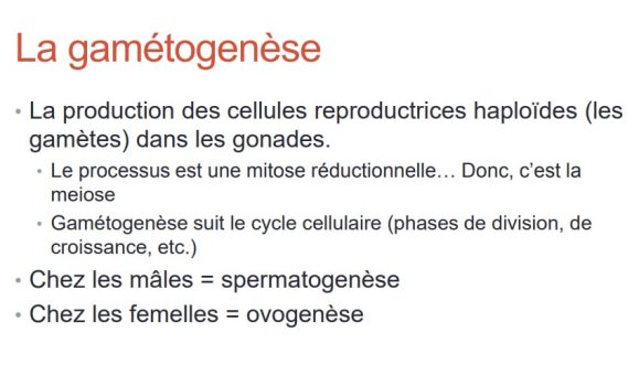 Gamétogenèse — formation des gamètes mâles et femelles