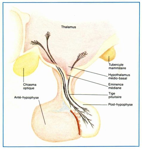 hypophyse