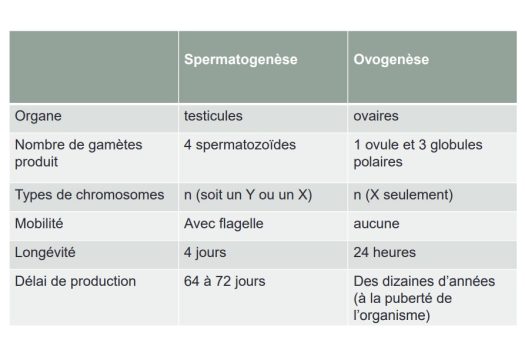 Spermatogenèse et ovogenèse — schéma comparatif gamétogenèse