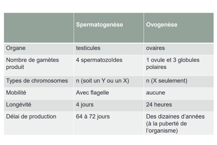 Spermatogenèse et ovogenèse — schéma comparatif gamétogenèse