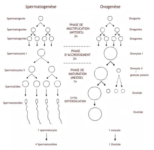 Spermatogenèse et ovogenèse — comparaison gamétogenèse masculine et féminine